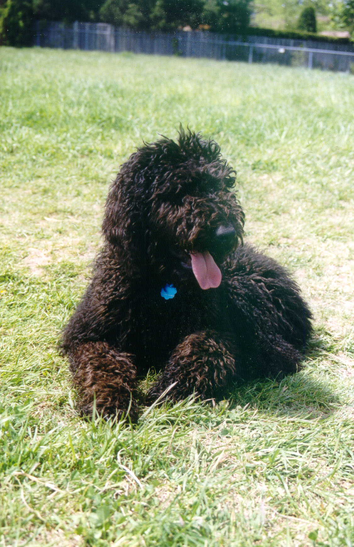 Shadow May 2001